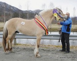 Pferd Volls Birk (Fjordpferd, 2010, von Svoras Isak N-06-2525)