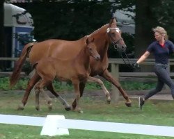 broodmare Isabell 227 (Bavarian, 2007, from Abanos)