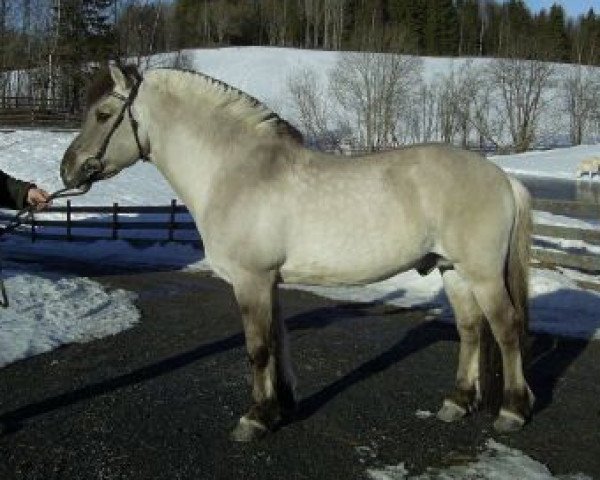stallion Lyngheims Grane N-91-2871 (Fjord Horse, 1991, from Aser N.2011)