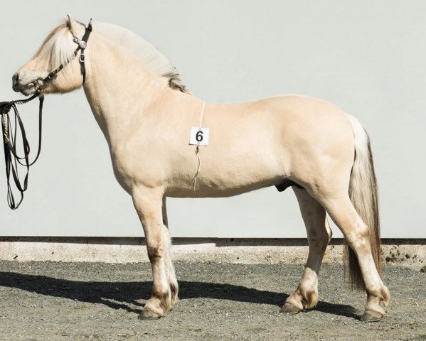 Pferd Lavrans (Fjordpferd, 2013, von Balder Mann N.2647)