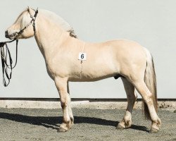 horse Lavrans (Fjord Horse, 2013, from Balder Mann N.2647)