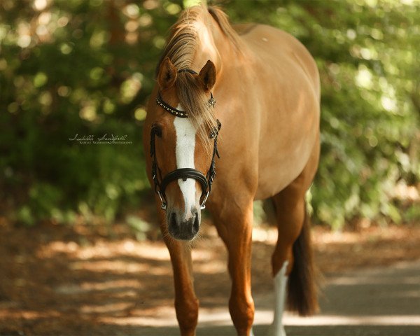 dressage horse Dat Schätzecken F (German Riding Pony, 2011, from FS Daddy Cool)