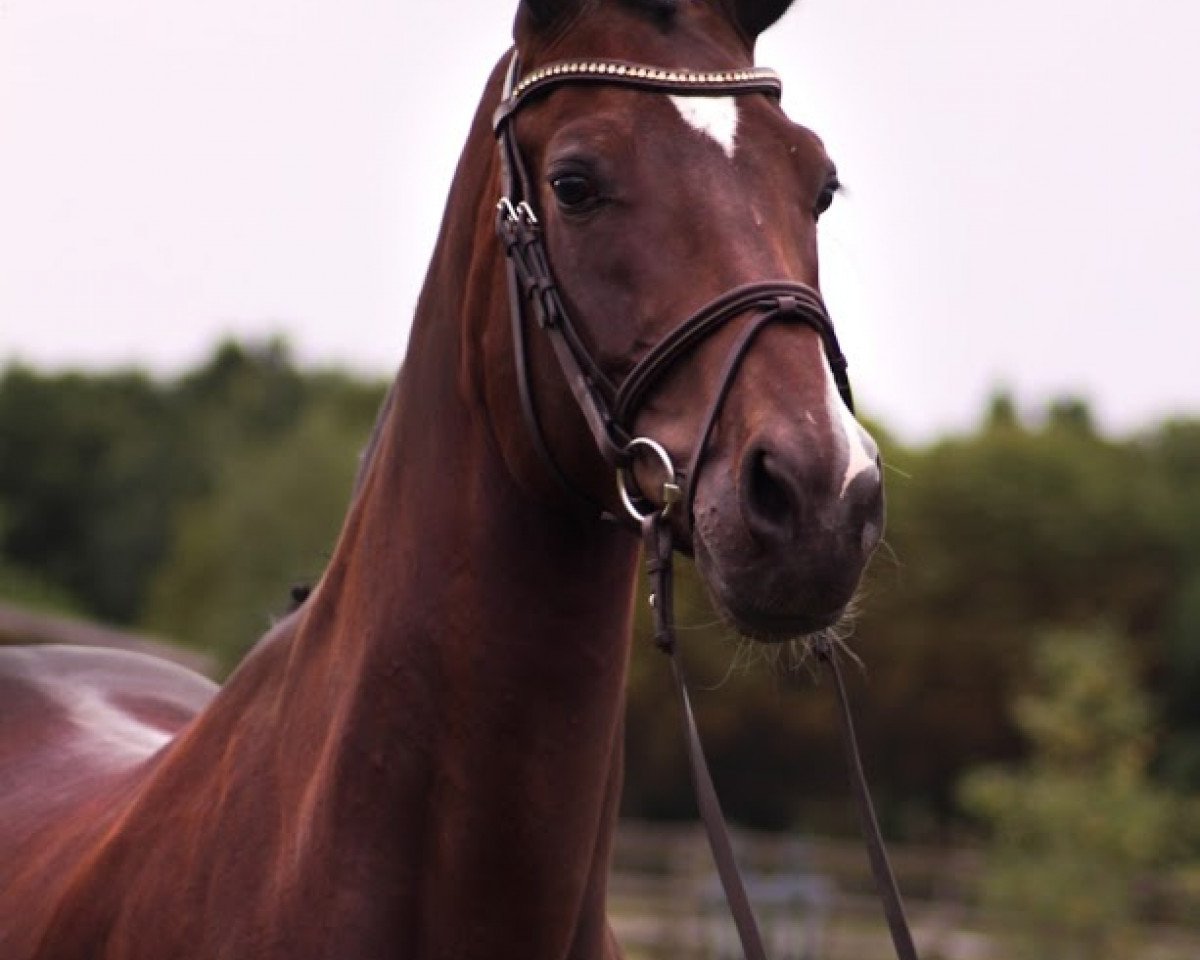 jumper Mylady Maxima (Oldenburg, 2013, from Casino Berlin OLD)