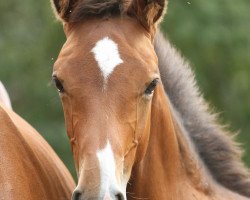 stallion Cervo E (Westphalian, 2019, from Cashmere)