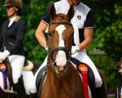 dressage horse Bandera 15 (Württemberger, 2013, from Callaho's Benicio)