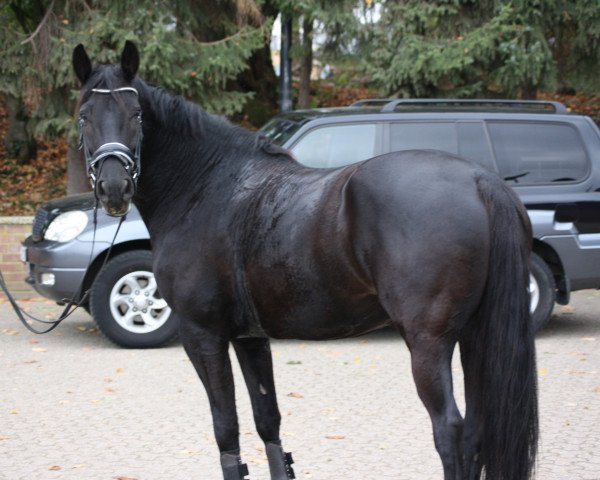 horse Pointa (Trakehner, 2013, from Powój)