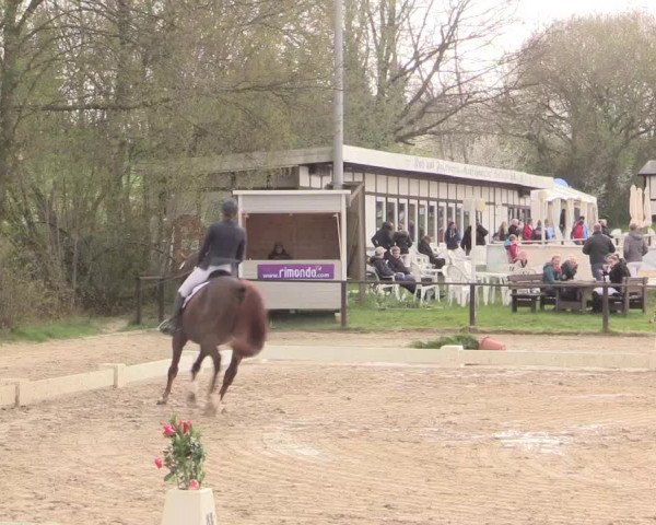 Reitturnier Spenge-Wallenbrück 2016