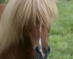 Pferd Snabbi vom Lækurhof (Islandpferd, 1999, von Dagfari vom Drammetal)