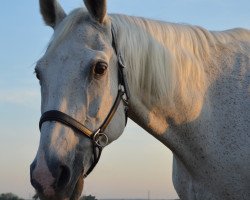 horse Samurai (German Warmblood, 1994, from Sonnenstrahl 3417)