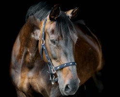 jumper Etta (Little German Riding Horse, 2003, from Eldorado)