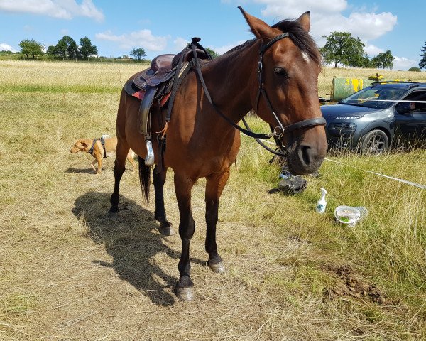 broodmare Felinas Girl (German trotters, 1997, from Smokin Yankee 1380-W (US))