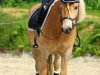 Dressurpferd Now Or Never B (Haflinger, 2012, von Non-Stop (1,57% ox))