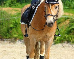 Dressurpferd Now Or Never B (Haflinger, 2012, von Non-Stop (1,57% ox))