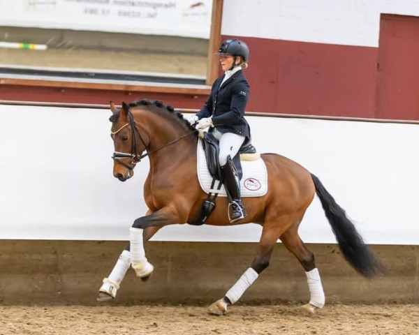 stallion Glück Auf A (German Riding Pony, 2013, from HET Golden Dream)