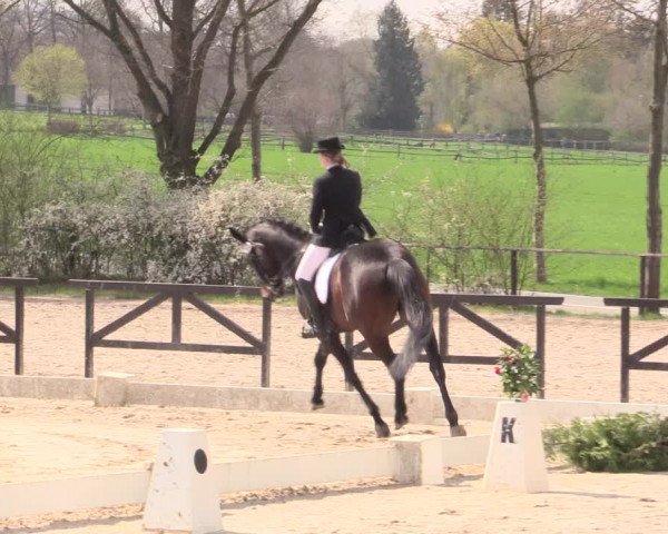 Reitturnier Spenge-Wallenbrück 2016
