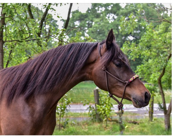 horse COF Maleachi (Arabian thoroughbred, 2017, from Selket Marque ox)