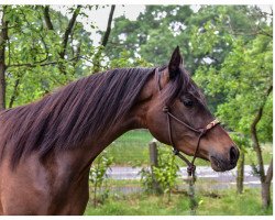 Pferd COF Maleachi (Vollblutaraber, 2017, von Selket Marque ox)