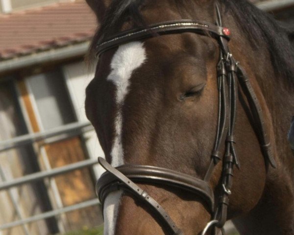 dressage horse Ciro Final (Bavarian, 2005)