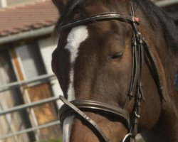 dressage horse Ciro Final (Bavarian, 2005)