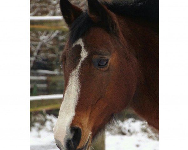 horse Bella Donna 34 (German Riding Pony, 1997, from Bavarottie)