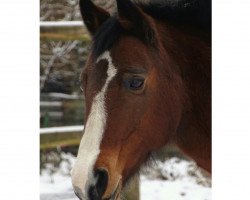 Pferd Bella Donna 34 (Deutsches Reitpony, 1997, von Bavarottie)