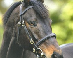 stallion Robin des Prés xx (Thoroughbred, 1994, from Cadoudal xx)