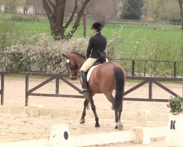 Reitturnier Spenge-Wallenbrück 2016