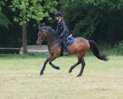 Zuchtstute Hermine 94 (Deutsches Reitpony, 2010, von Halifax)