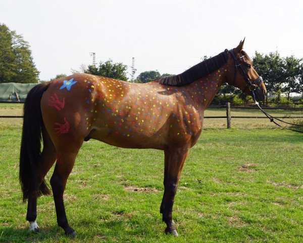 horse Ismo (Traber, 2014)