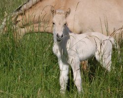 Pferd Sareen (Fjordpferd, 2020, von Vacceur)