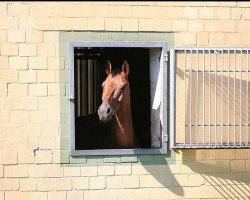 jumper Captain Orion (Holsteiner, 1999, from Catrick I)