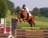 jumper Lavaro (Hessian Warmblood, 2000, from Latouro)