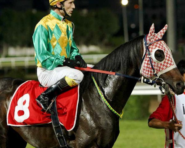 stallion Turkish Sword xx (Thoroughbred, 2006, from Johannesburg xx)