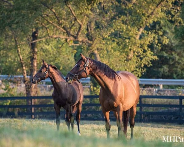 broodmare Miss Empire xx (Thoroughbred, 2010, from Empire Maker xx)