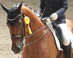 dressage horse Imperator MG (Hanoverian, 2008, from Iberio)