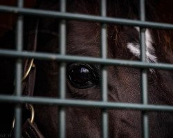 stallion Fed Biz xx (Thoroughbred, 2009, from Giant's Causeway xx)