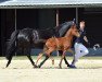 dressage horse Der Ingo Dimitrius KJ (German Riding Pony, 2020, from Dimaggio Se.M.)