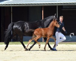 Dressurpferd Der Ingo Dimitrius KJ (Deutsches Reitpony, 2020, von Dimaggio Se.M.)