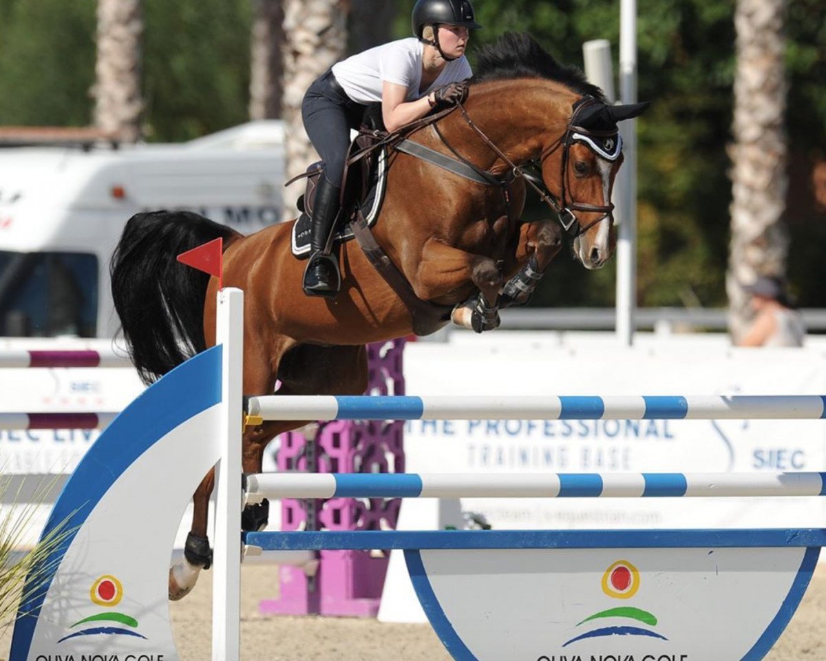 jumper Light Blue 3 (Oldenburg show jumper, 2012, from Light On OLD)