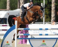 jumper Light Blue 3 (Oldenburg show jumper, 2012, from Light On OLD)