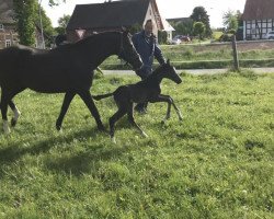 dressage horse Elle Danse SO (Westphalian, 2019, from El Corazon)