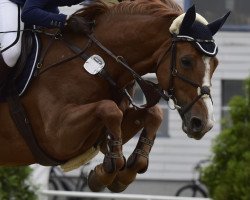 Springpferd Alea (Deutsches Sportpferd, 2006, von Askari)