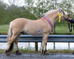 stallion Silverjo (Fjord Horse, 2016, from Søljo)