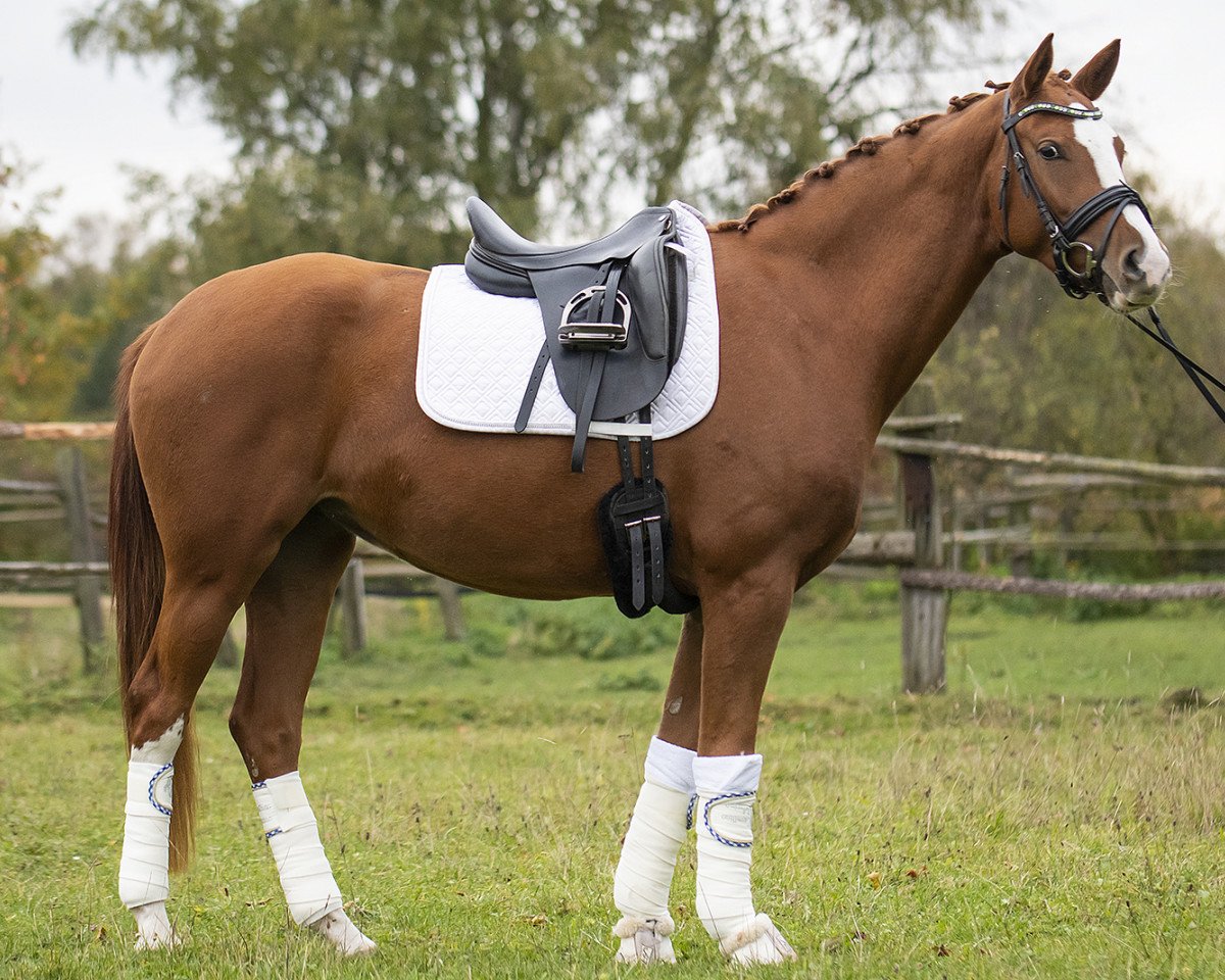 dressage horse Pura Vida (German Warmblood, 2016, from Birkhof's Topas Fbw)