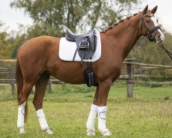 dressage horse Pura Vida (German Warmblood, 2016, from Birkhof's Topas FBW)