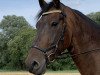 dressage horse El Fuego 9 (Friesian-Mix, 2009)