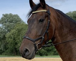 dressage horse El Fuego 9 (Friesian-Mix, 2009)