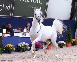 stallion Arian Shah ox (Arabian thoroughbred, 2007, from Jonathan El Ludjin ox)