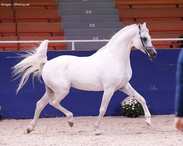 horse Arian Shah ox (Arabian thoroughbred, 2007, from Jonathan El Ludjin ox)