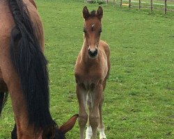 horse Cedrik (Hannoveraner, 2020, from CADEAU NOIR)